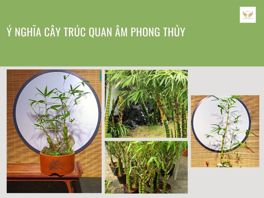 Connect-Land-y-nghia-cay-truc-quan-am-phong-thuy
