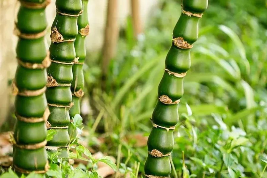 cay-truc-quan-am-phong-thuy