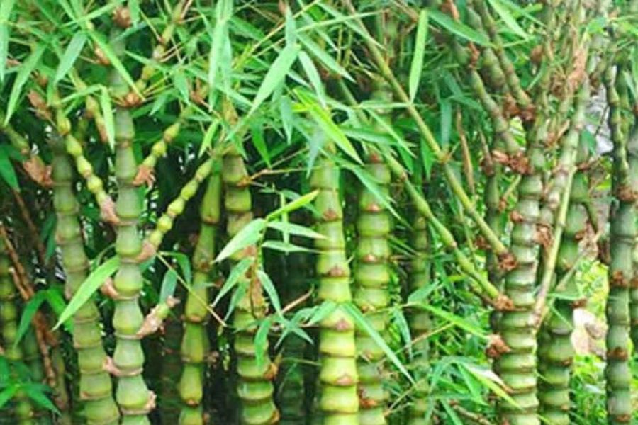 cau-hoi-ve-cay-truc-quan-am