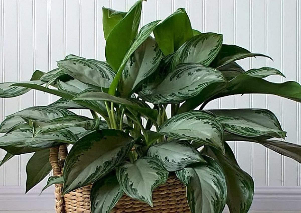 Cay-phong-thuy-van-tai-Ngan-Hau-4