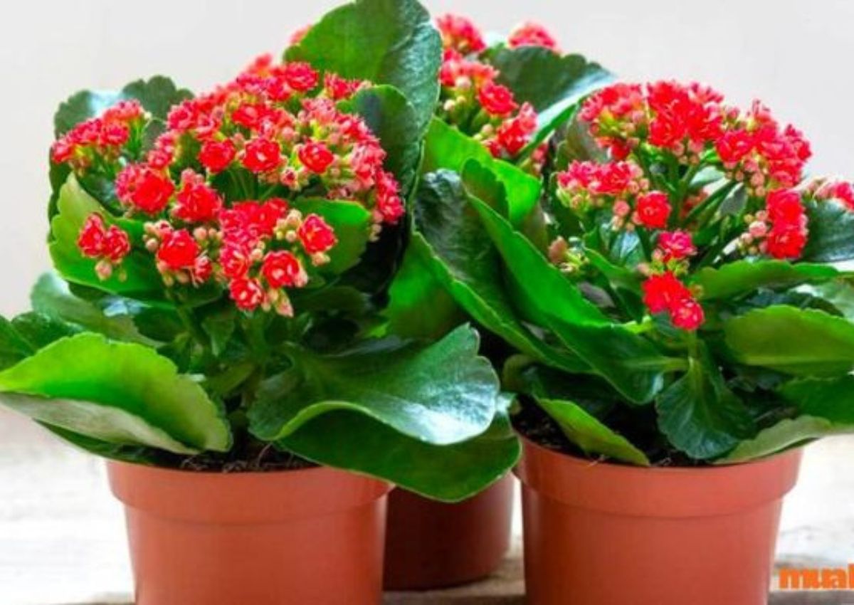 Cay-phong-thuy-van-tai-Song-Doi-5