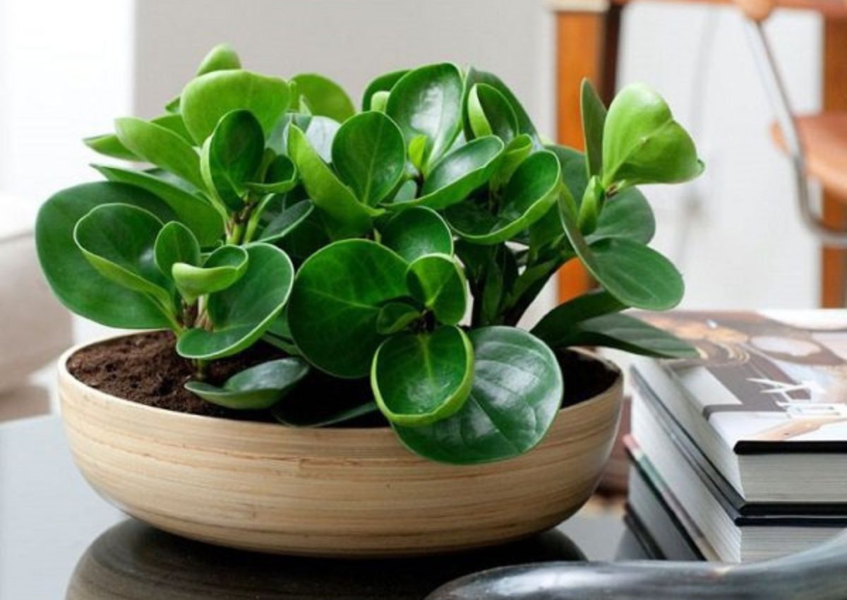 Cay-phong-thuy-van-tai-Truong-Sinh-3