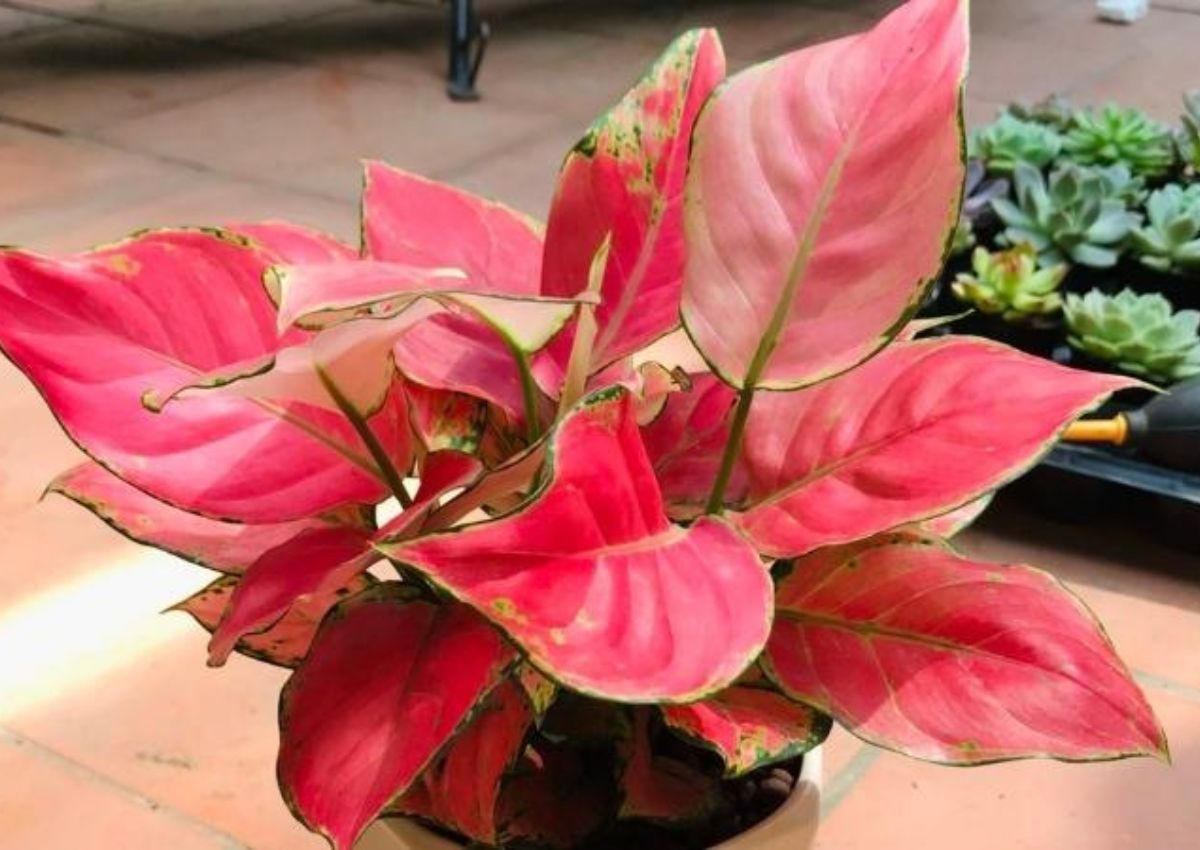 Cay-phong-thuy-van-tai-Van-Loc-6