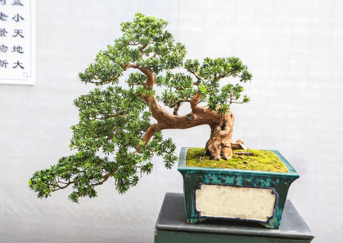 Cac-mon-do-phong-thuy-van-phong-1