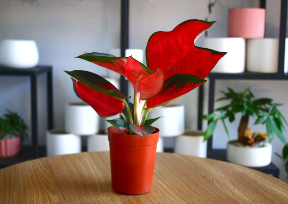 Top-10-cay-phong-thuy-menh-tho-2