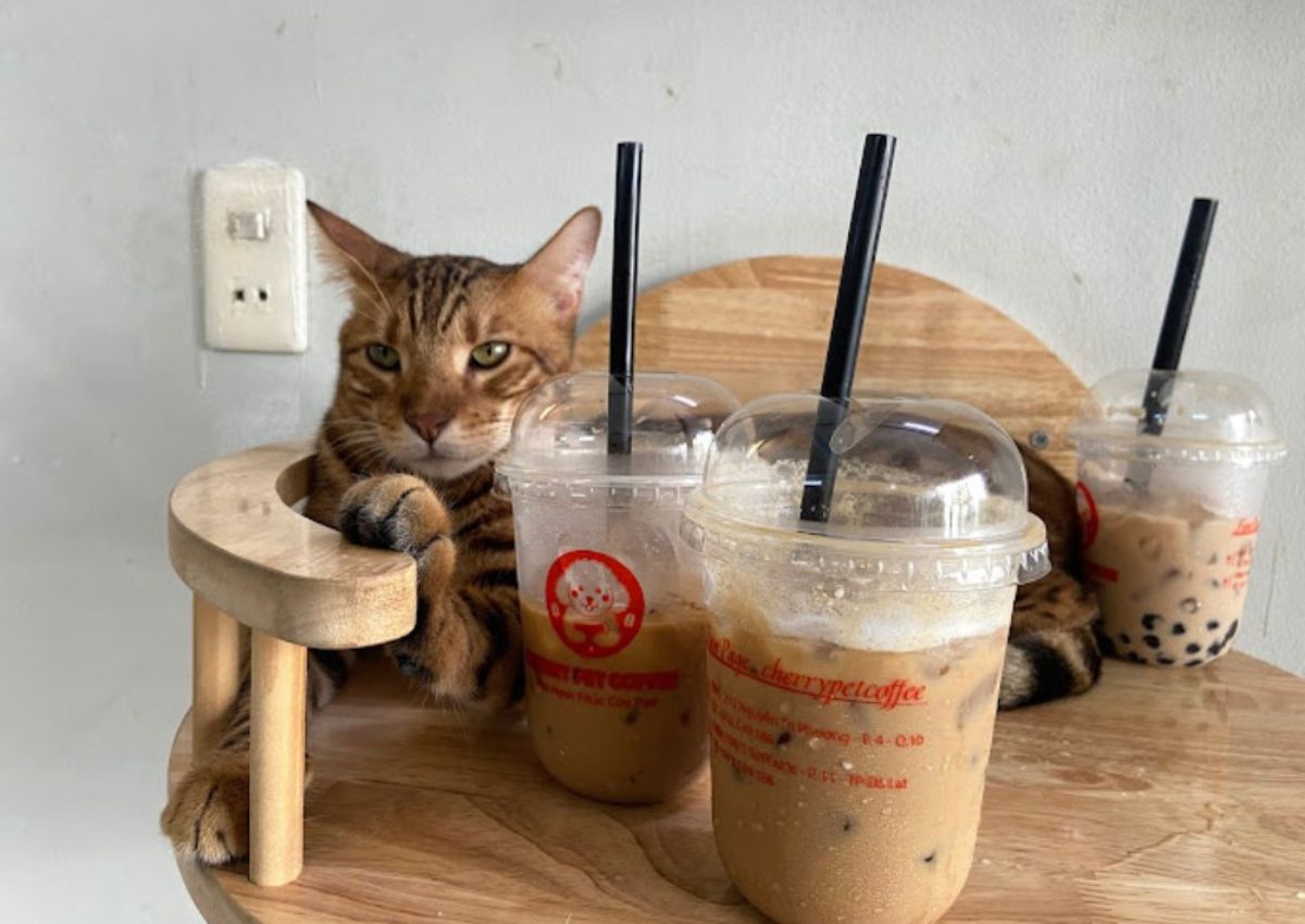 Top-10-quan-cafe-meo-o-tphcm-de=thuong-than-thien-2