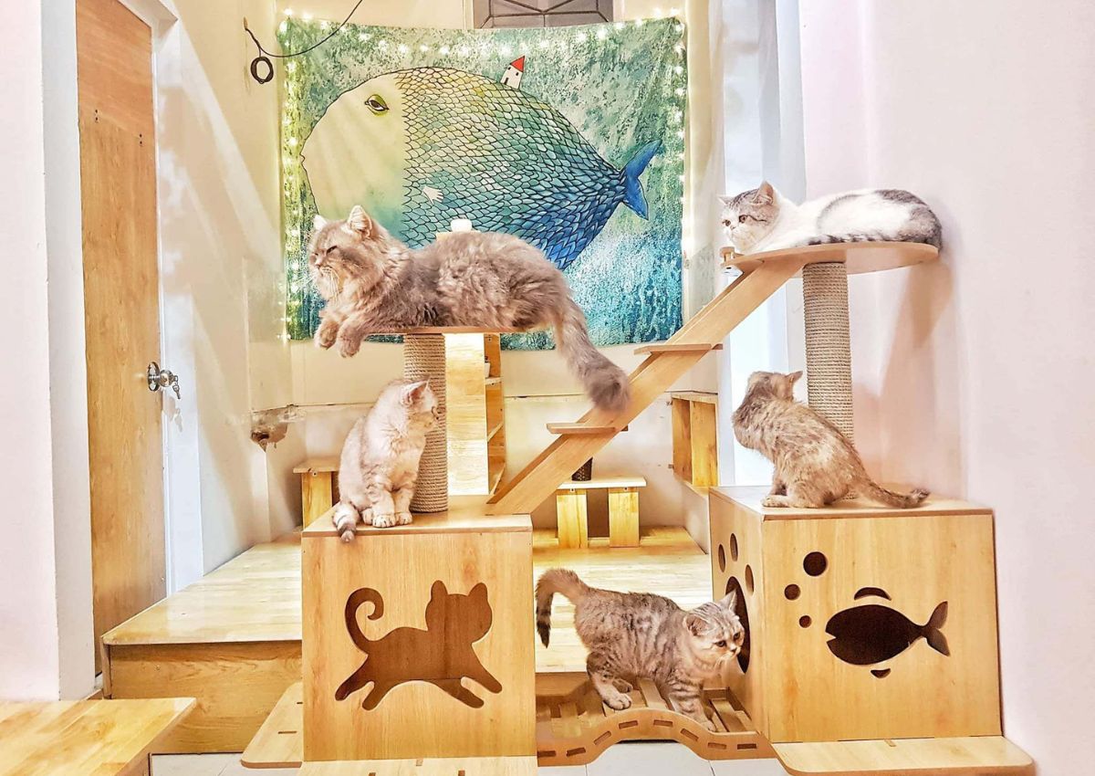 Top-10-quan-cafe-meo-o-tphcm-de=thuong-than-thien-3