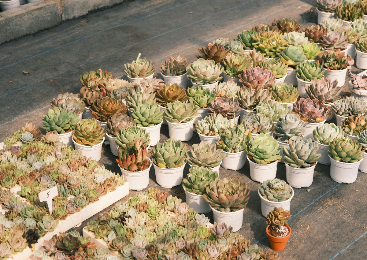 xu-huong-trong-cay-sen-da-phong-thuy-trong-van-phong-3