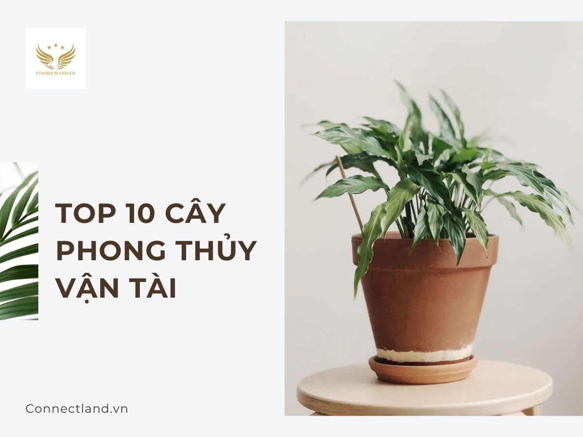 10 Cây trồng phong thủy vận tài nhà ở