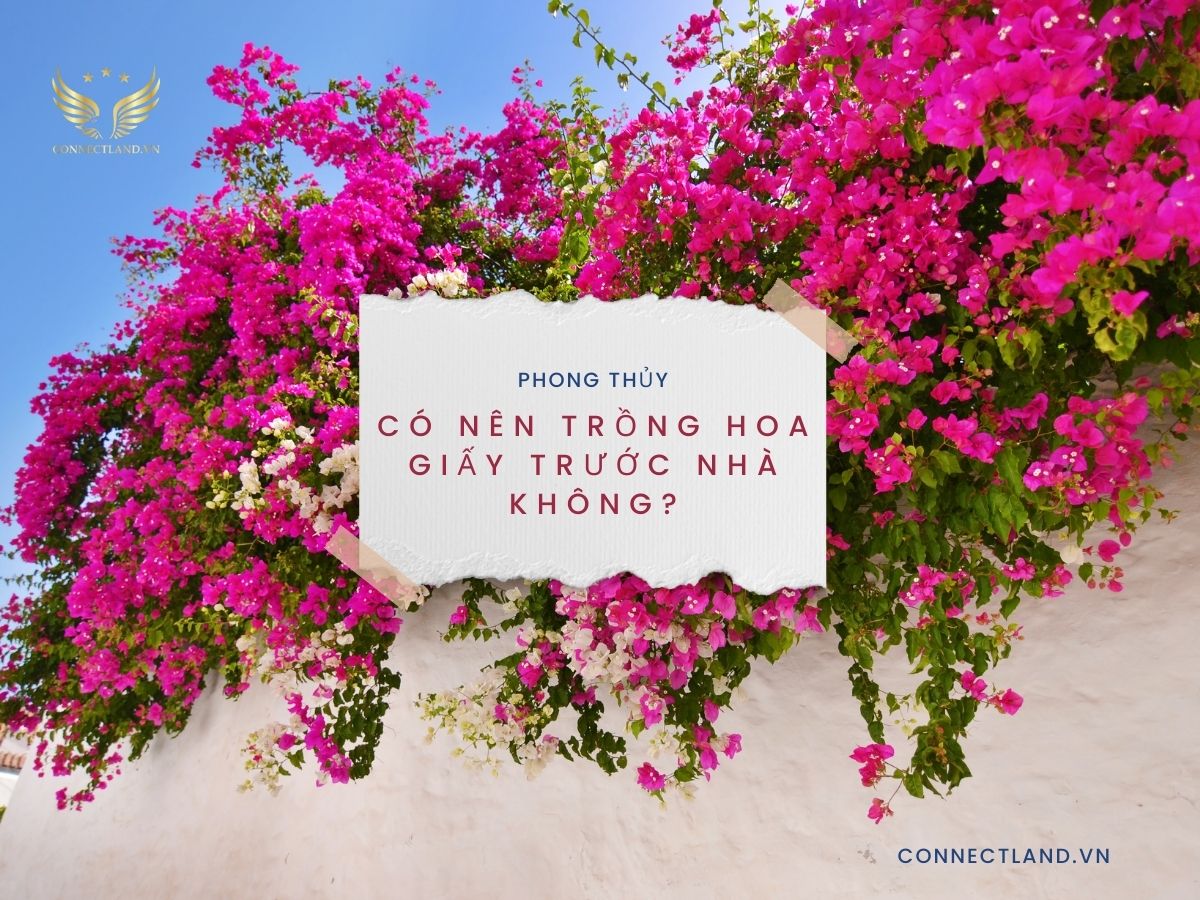 Tìm hiểu phong thủy có nên trồng hoa giấy trước nhà không?