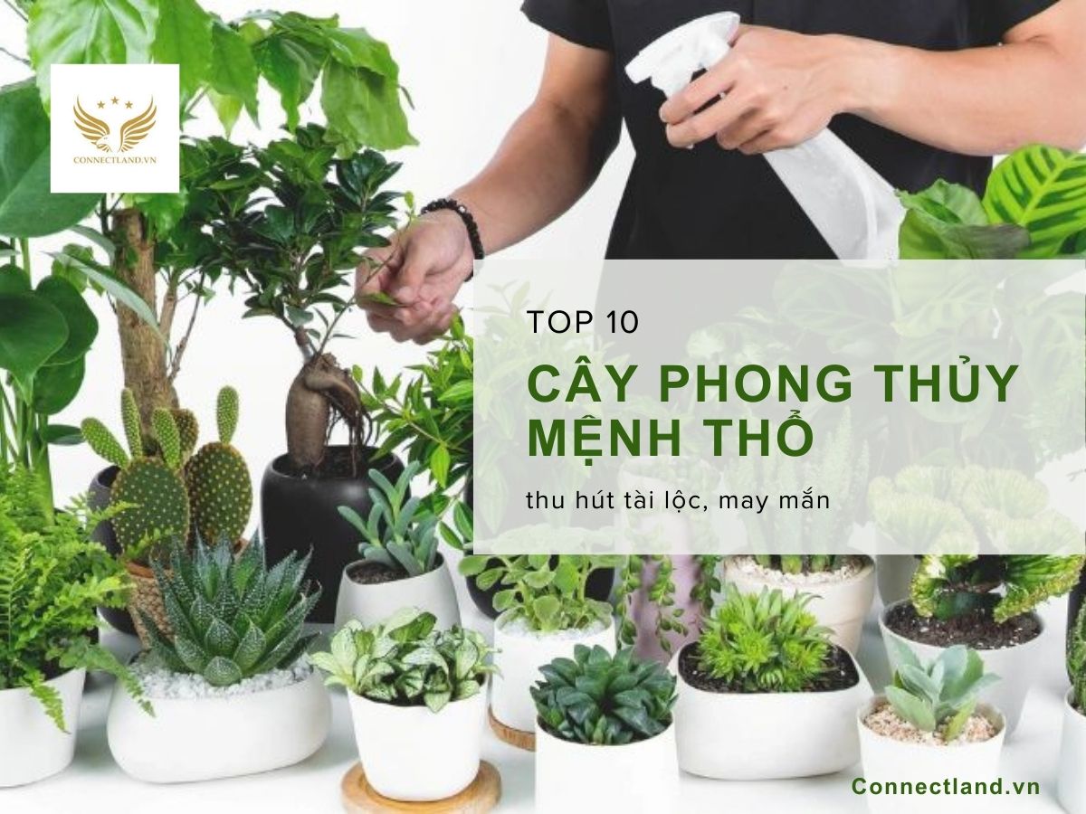 Top 10 Cây phong thủy mệnh Thổ thu hút may mắn, tài lộc