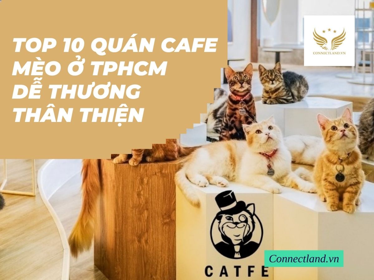 Top 10 quán cafe mèo ở TPHCM siêu dễ thương, thân thiện