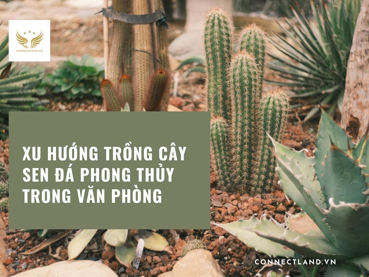 Xu hướng trồng cây sen đá phong thủy trong văn phòng